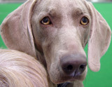 Weimaraner