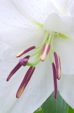 Lily