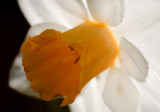 Peaches and Cream