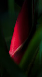 Red Lantern