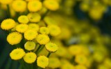 Yellow buttons