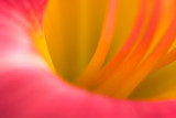 The Inner World of Colors