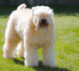 Teddy Bear Misty