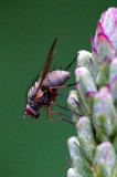 Fly