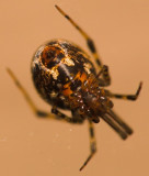 Underside of a spider