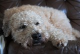 Misty is tired.  Well, tired all the time, that is.