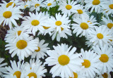 A cheerful sight