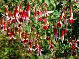 Shower of joy