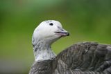 Snow Goose (Anser caerulescens)
