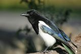 European Magpie (Pica pica)
