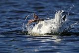 Snow Goose (Anser caerulescens)