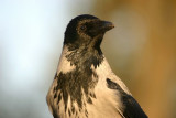 Hooded Crow (Corvus (corone) cornix)