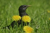 Common Starling (Sturnus vulgaris)