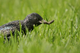 Common Starling (Sturnus vulgaris)