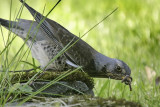 Fieldfare(Turdus pilaris)