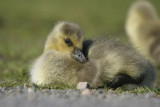 Canada Goose(Branta canadensis)