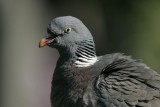  Woodpigeon (Columba palumbus)