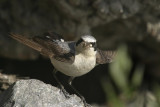 Northern Wheatear (Oenanthe oenanthe)male