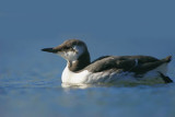 Common Murre,Common Guillemot (Uria aalge)