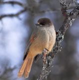 Siberian Jay (Lavskrika)