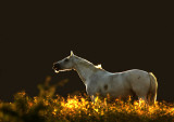 White horse