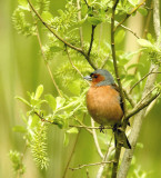 Common Chaffinch (Bofink)