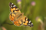 Tistelfjril (Cynthia cardui), Uppland