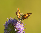 Silversmygare (Hesperia comma), Uppland