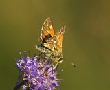 Silversmygare (Hesperia comma), Uppland