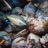 Rainbow Parrot Fish