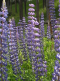 Lupin