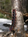 The First Sign of Life