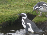 Magellan Penguins at Seno Ottway