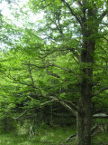 Tree near the Serrano River