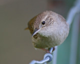 House Wren