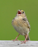 Grasshopper Sparrow