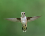 Black-chinned Hummingbird