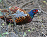 Ring-necked Pheasant