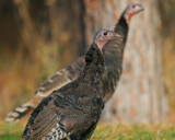 Wild Turkey