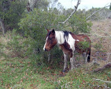 Chincoteague Pony DSCN0536-Web8x10.jpg