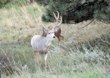 Mule Deer DSC_0791 5x7dpi300_resize.jpg