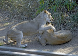 Lions DSC_6370-Web5x7.jpg