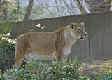 Lion DSC_6374-Web5x7.jpg