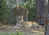 Lion DSC_6378-Web5x7.jpg