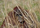 Orangutan DSC_6386-Web5x7.jpg