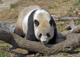 Giant Panda DSC_6432-Web5x7.jpg
