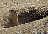 Prairie Dog DSC_6465-Web5x7.jpg