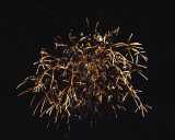 DSC_9686-Web8x10.jpg