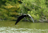 Nest Building