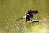 Water Landing